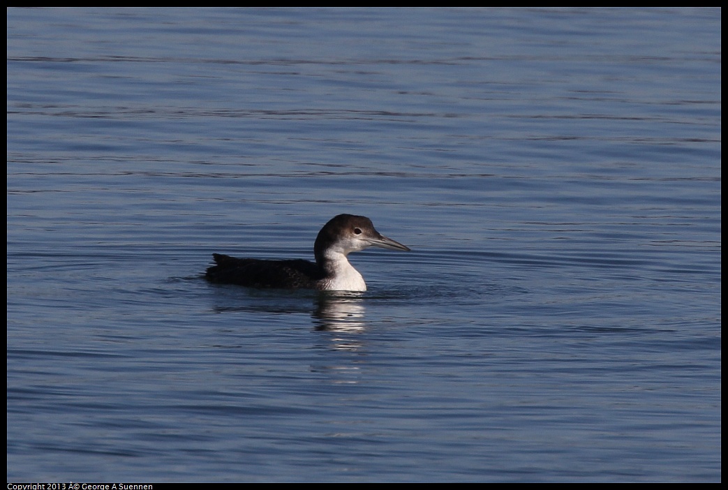 0210-101305-02.jpg - Common Loon