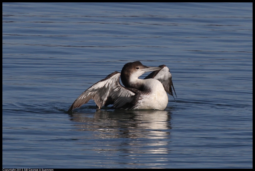 0210-101310-02.jpg - Common Loon