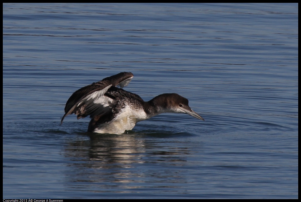 0210-101311-05.jpg - Common Loon