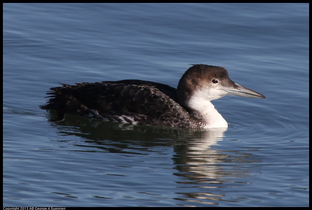 0210-101335-02.jpg - Common Loon