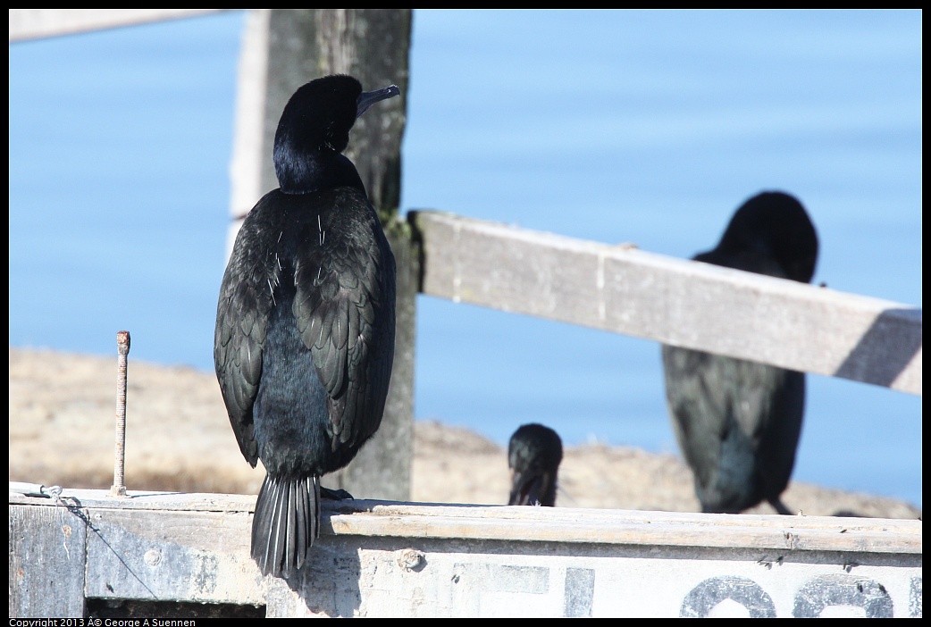 0210-101554-02.jpg - Brandt's Cormorant