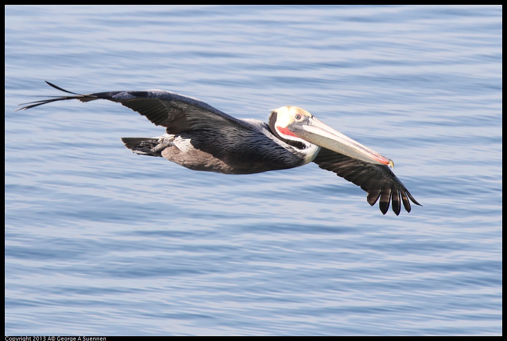 0210-101621-05.jpg - Brown Pelican