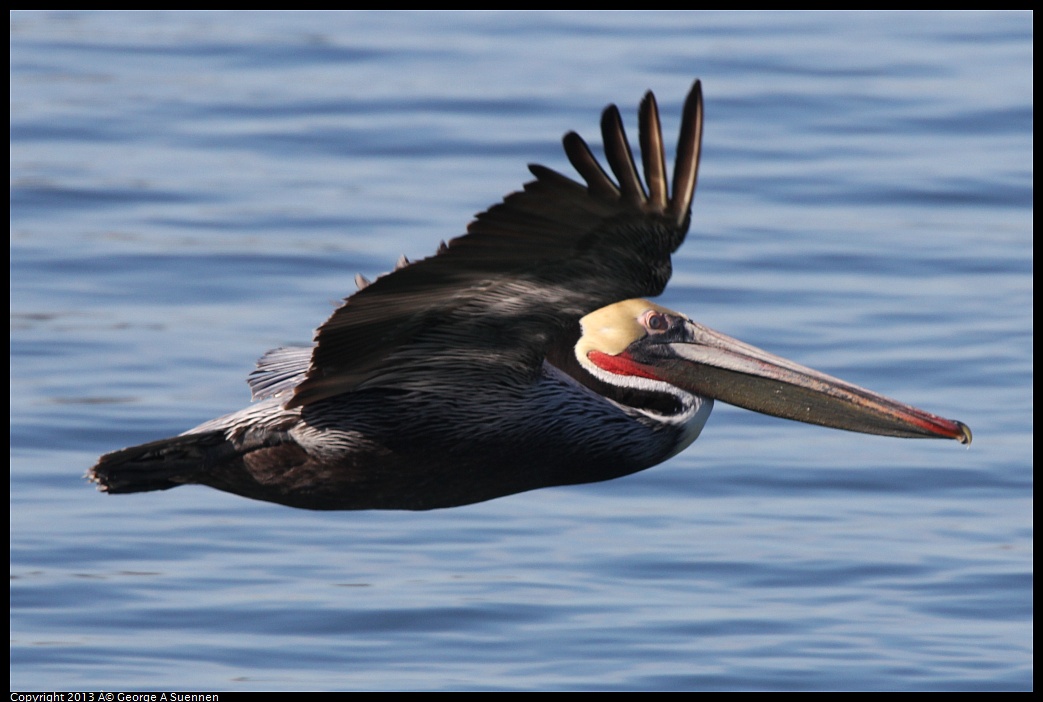 0210-101623-03.jpg - Brown Pelican