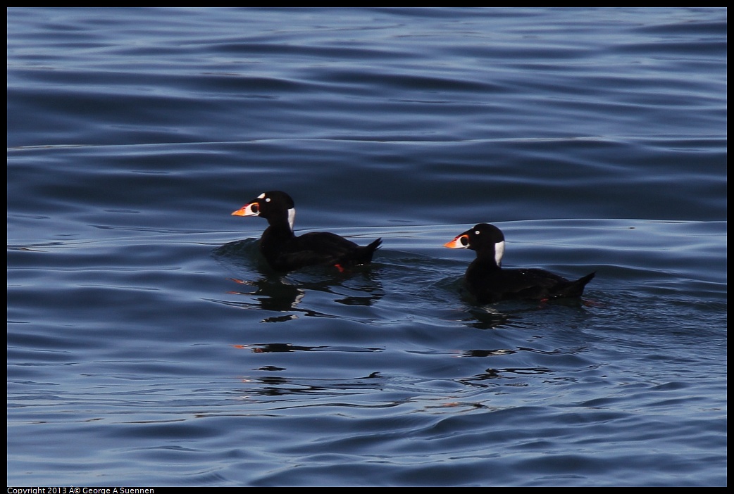 0210-101629-01.jpg - Surf Scoter