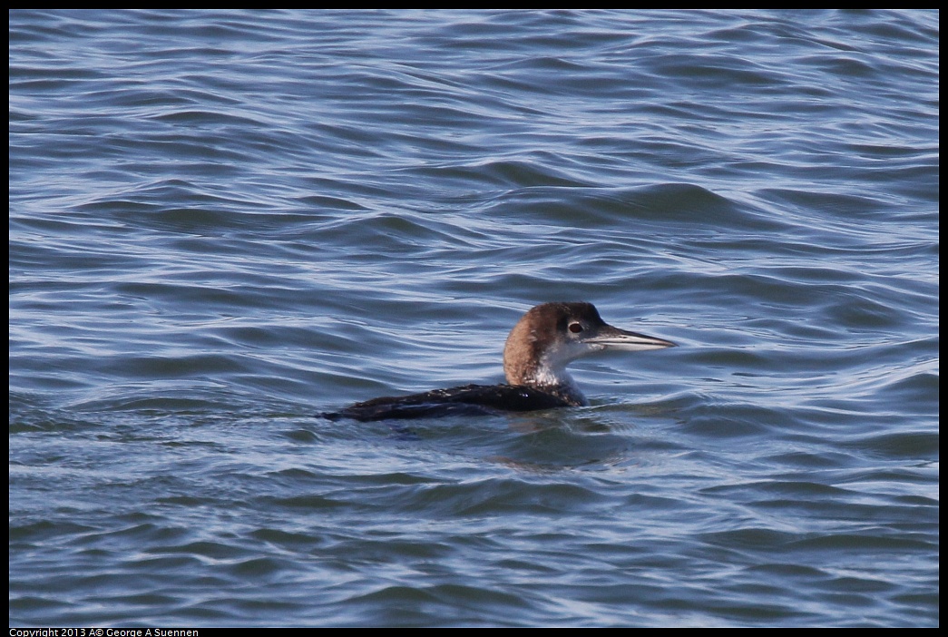 0210-101826-01.jpg - Common Loon