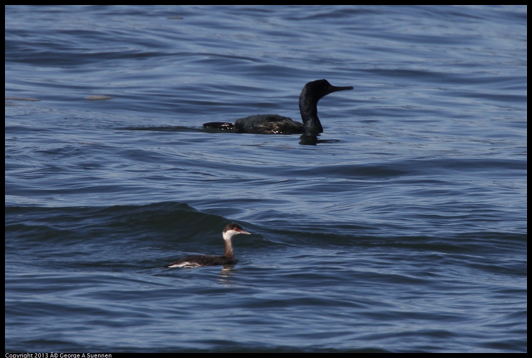 0210-101920-03.jpg - Horned Grebe and Brandt's Comorant