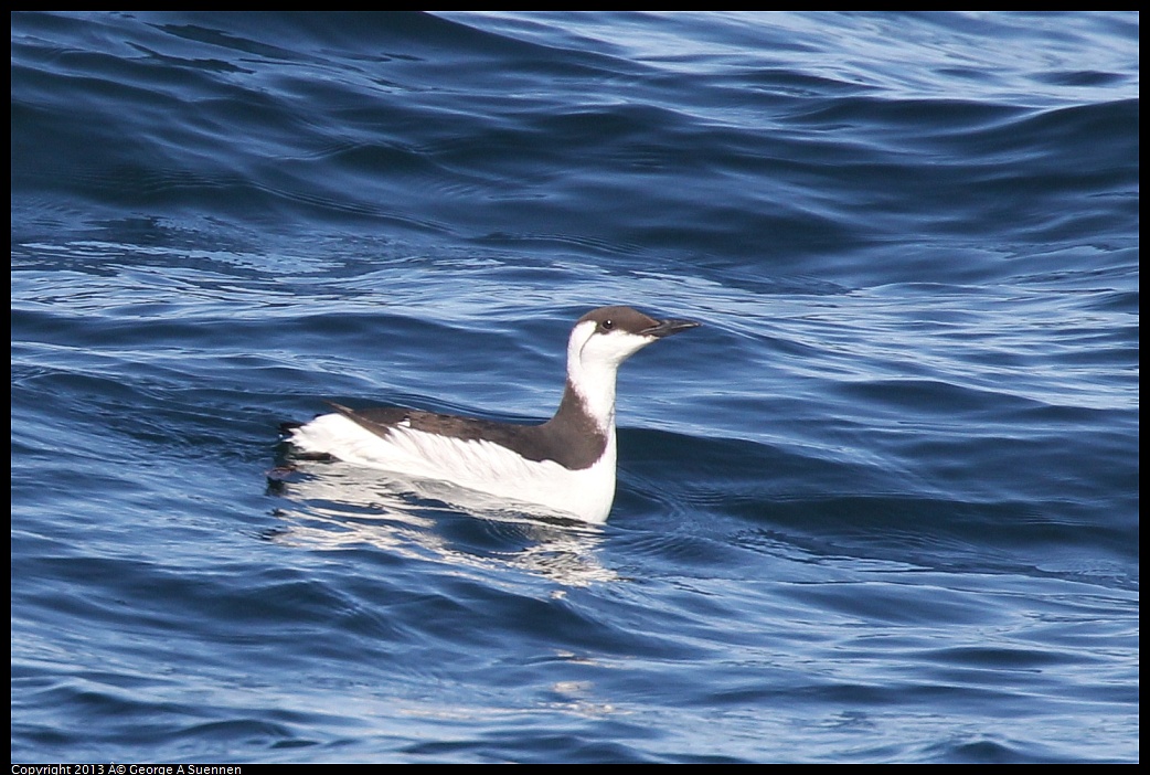 0210-103437-03.jpg - Common Murre