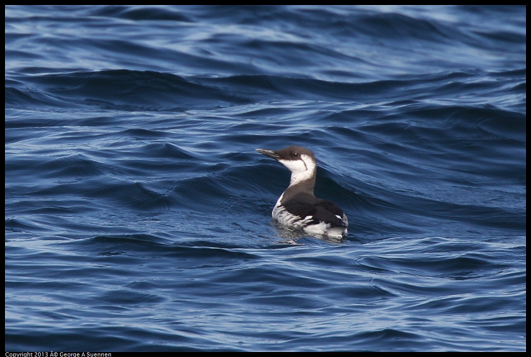 0210-103439-02.jpg - Common Murre