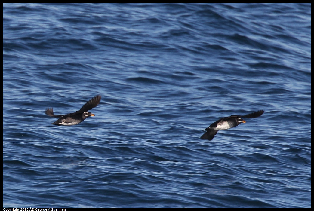 0210-103504-02.jpg - Rhinoceros Auklet