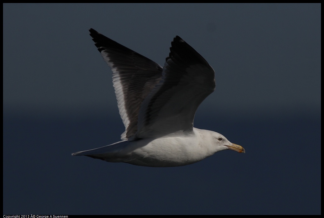 0210-103641-02.jpg - Herring Gull