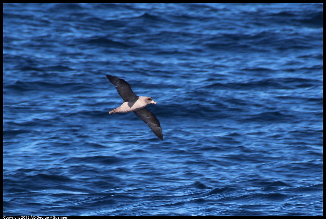 0210-104725-03.jpg - Northern Fulmar