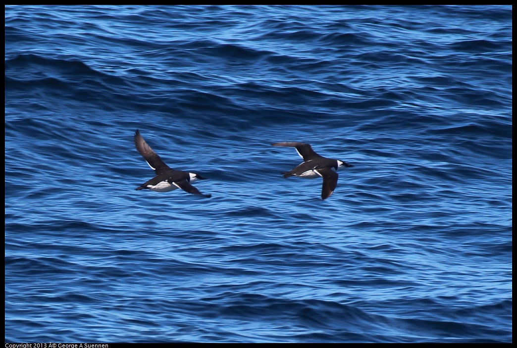 0210-105005-04.jpg - Common Murre