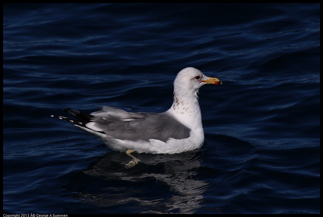 0210-105057-02.jpg - California Gull