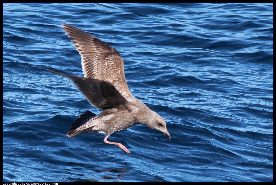 0210-105220-05.jpg - Juvenile Gull