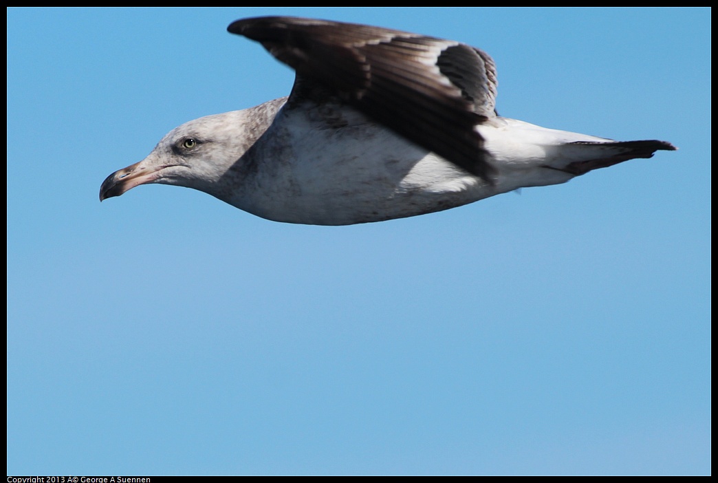 0210-105940-01.jpg - Juvenile Gull