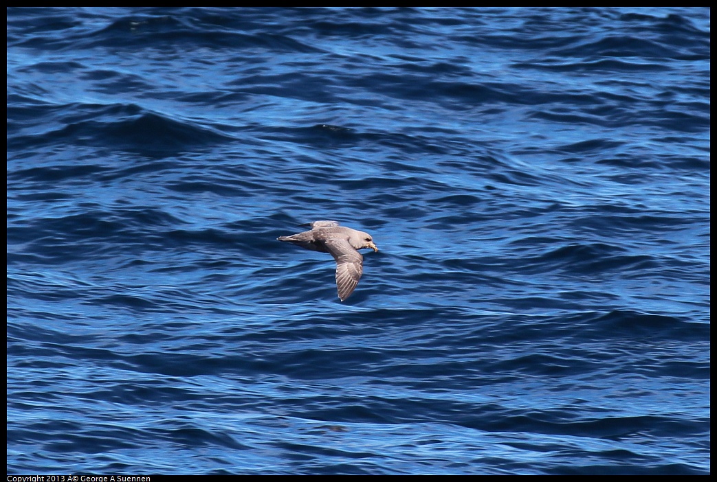 0210-111130-01.jpg - Northern Fulmar