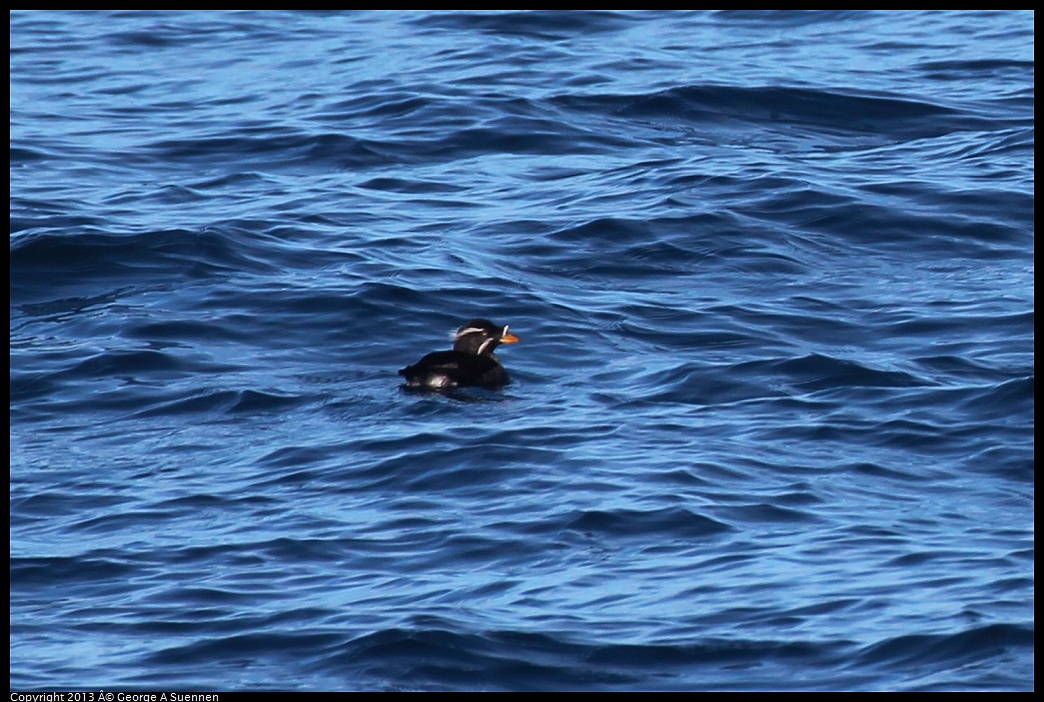 0210-111231-02.jpg - Rhinoceros Auklet