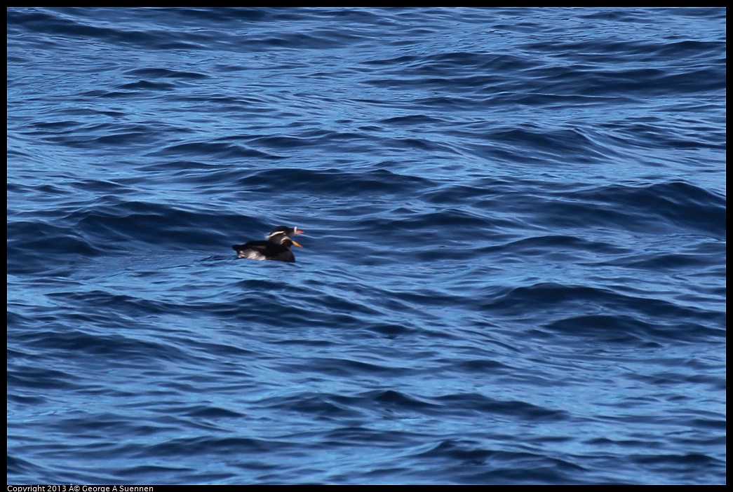 0210-111233-02.jpg - Rhinoceros Auklet