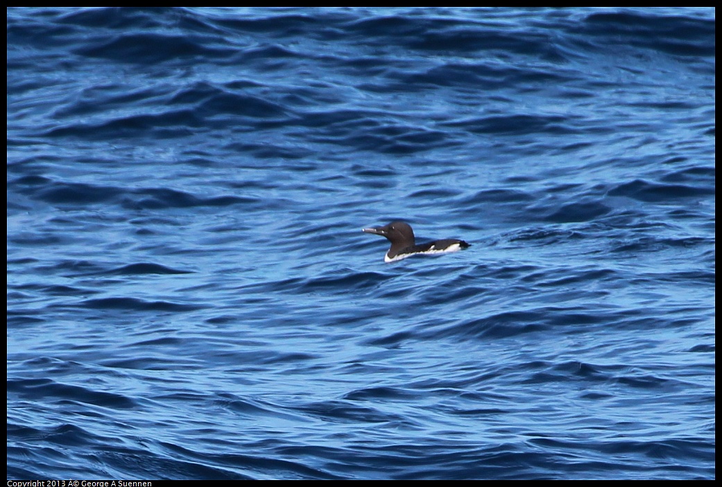 0210-111342-01.jpg - Common Murre