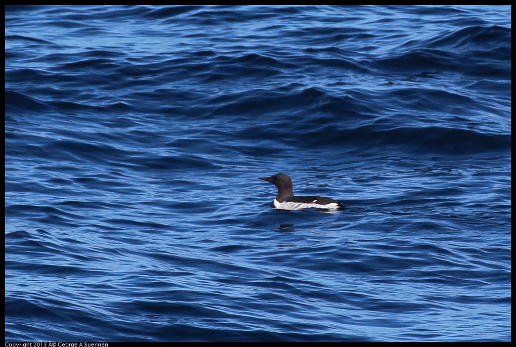 0210-111346-01.jpg - Common Murre