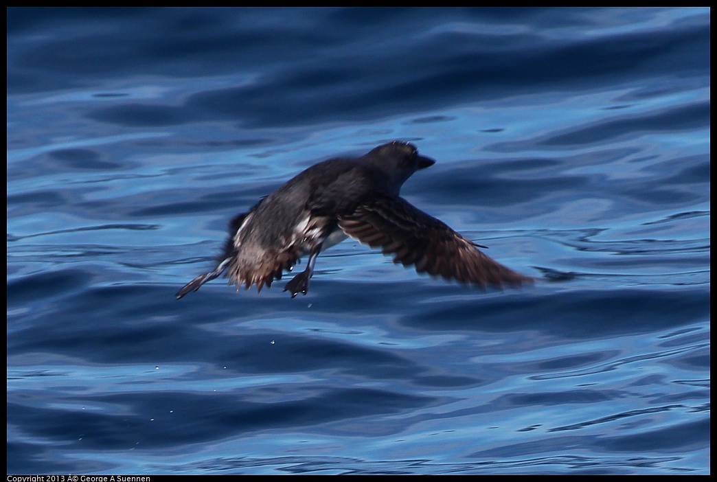 0210-111708-01.jpg - Common Murre