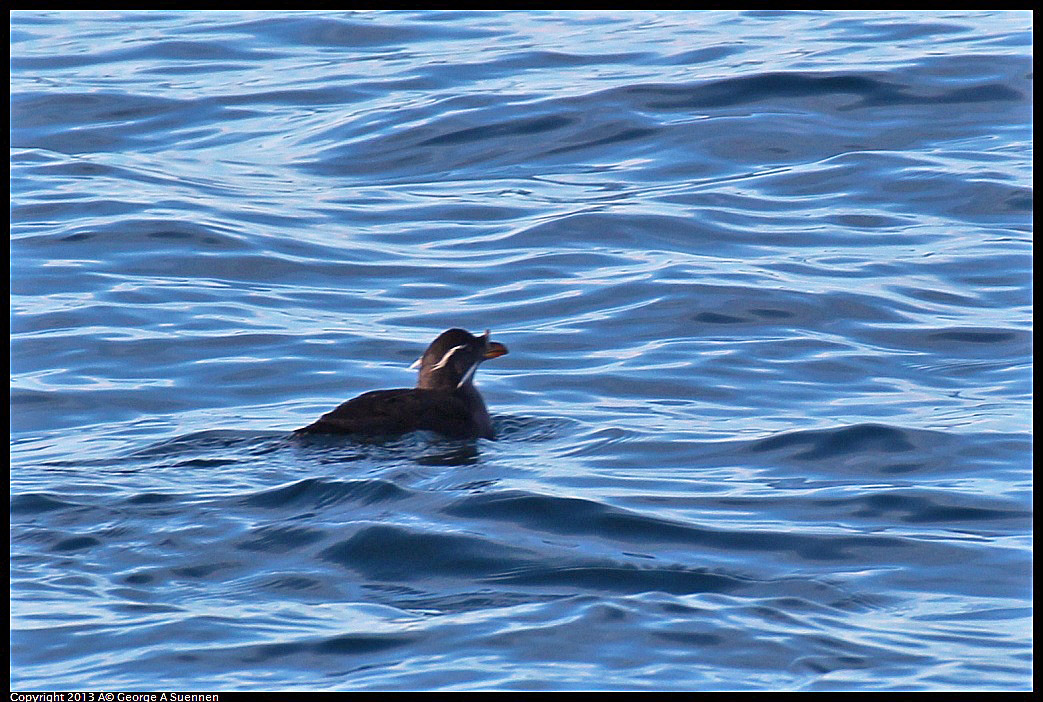 0210-112601-02.jpg - Rhinoceros Auklet