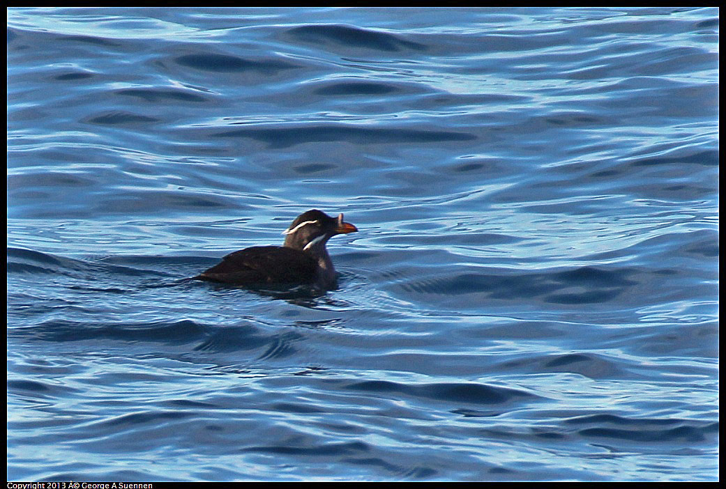 0210-112601-04.jpg - Rhinoceros Auklet