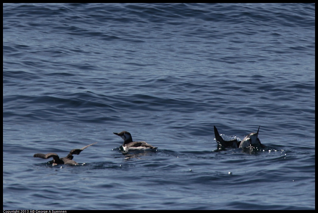 0210-121347-01.jpg - Common Murre