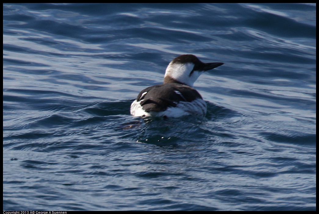 0210-121538-05.jpg - Common Murre