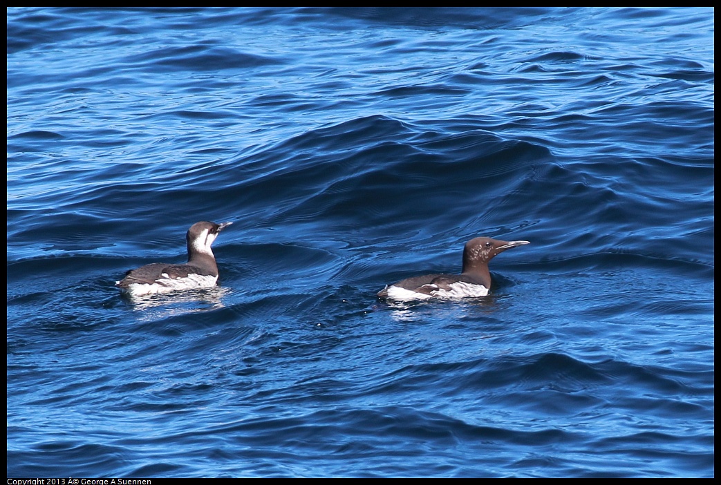 0210-122944-02.jpg - Common Murre