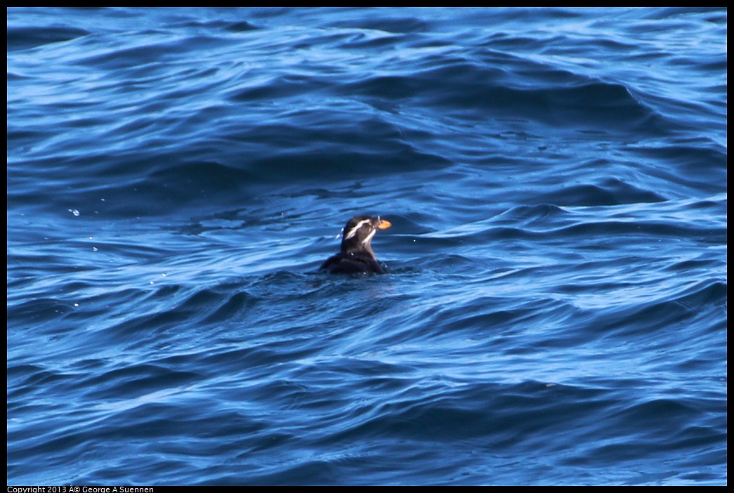 0210-123259-01.jpg - Rhinoceros Auklet