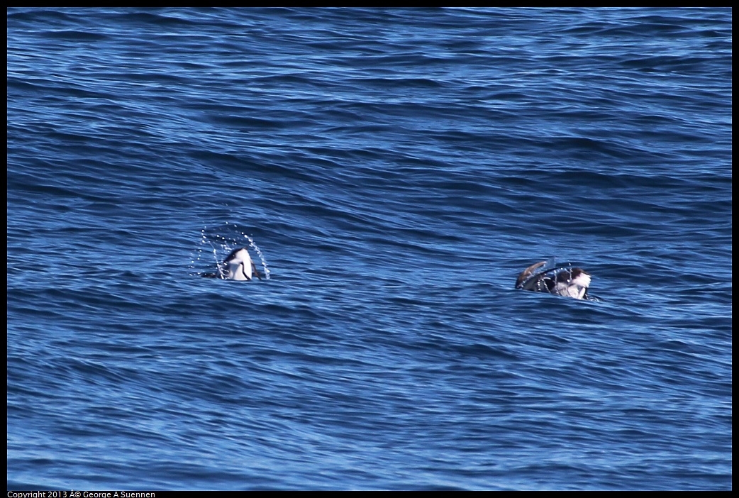 0210-123741-03.jpg - Rhinoceros Auklet