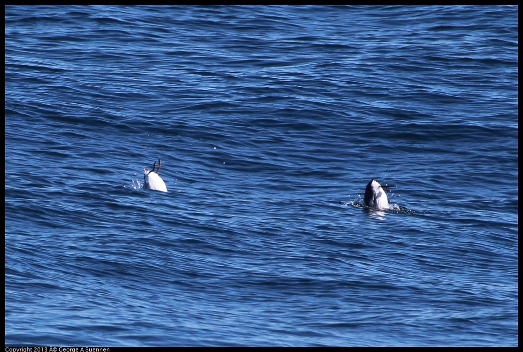 0210-123741-04.jpg - Rhinoceros Auklet