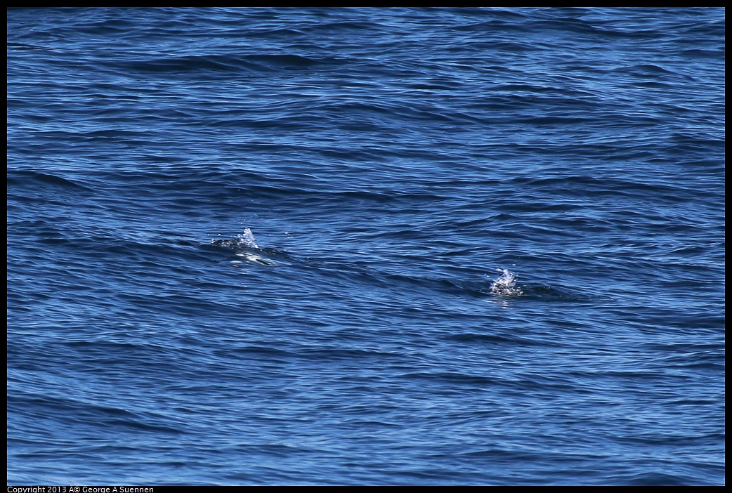 0210-123742-01.jpg - Rhinoceros Auklet