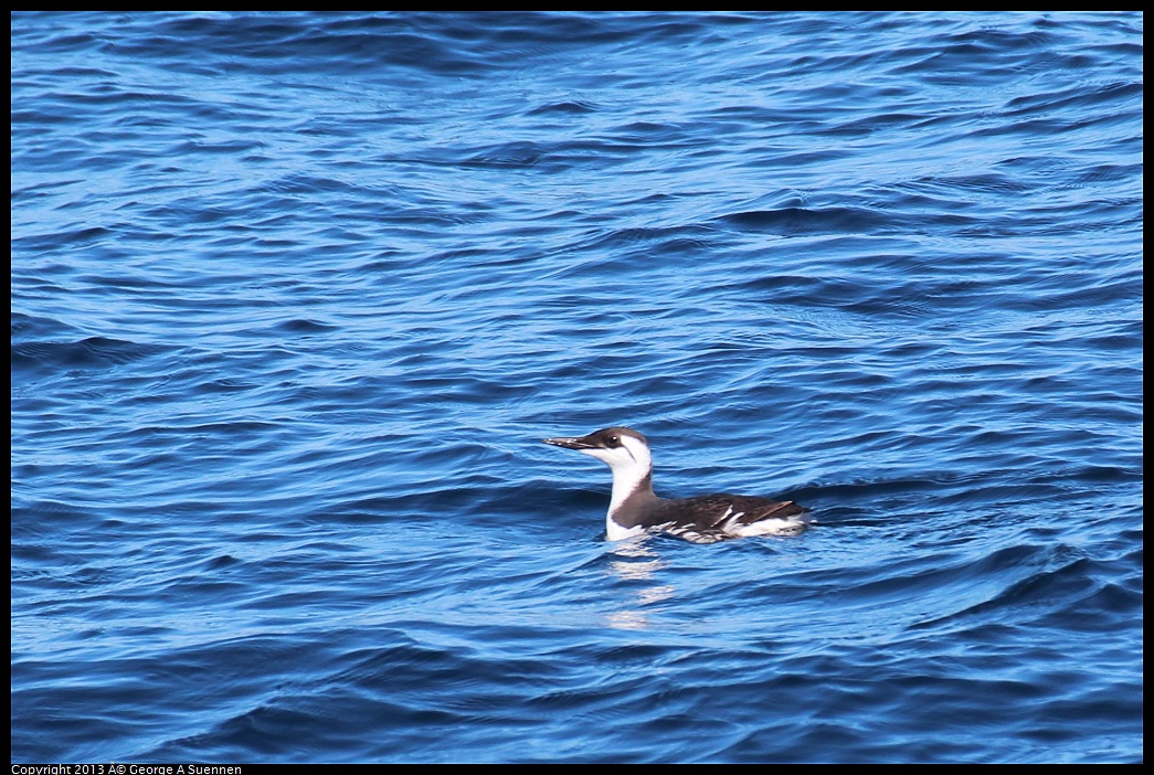 0210-130110-02.jpg - Common Murre