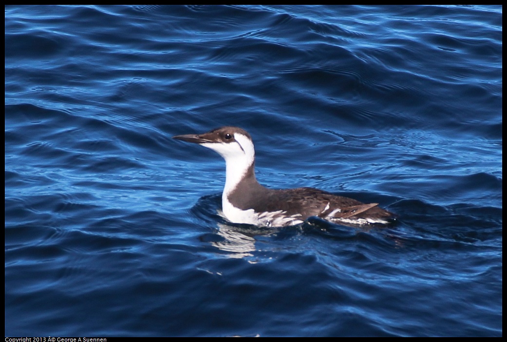 0210-130114-01.jpg - Common Murre