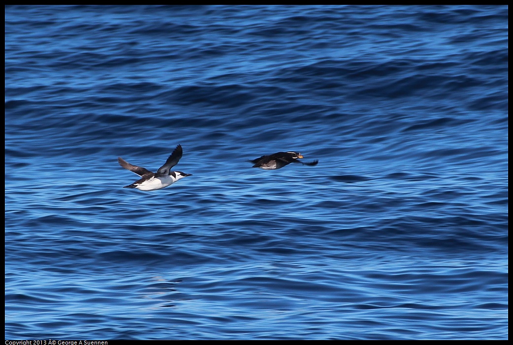 0210-130148-05.jpg - Common Murre and Rhinoceros Auklet