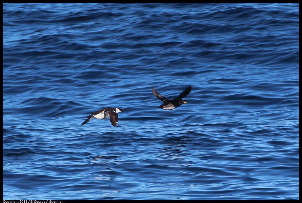 0210-130149-01.jpg - Common Murre and Rhinoceros Auklet