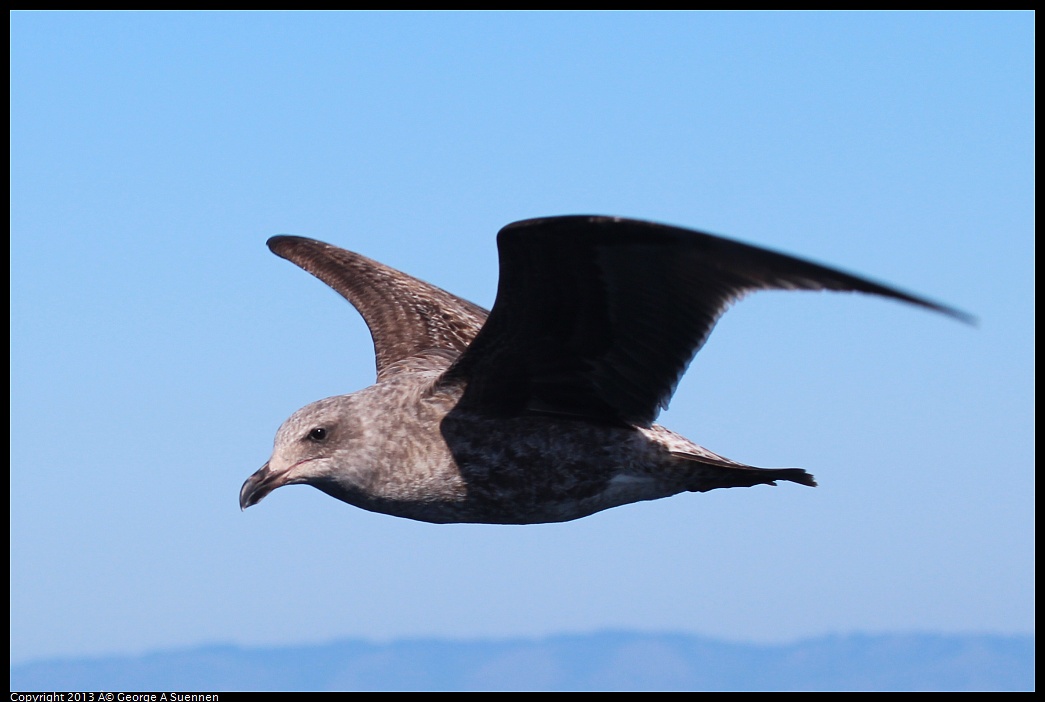 0210-132416-02.jpg - Juvenile Gull