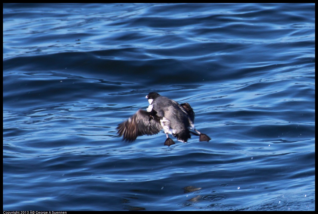 0210-134626-01.jpg - Common Murre