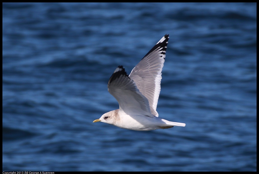 0210-141647-03.jpg - Mew Gull