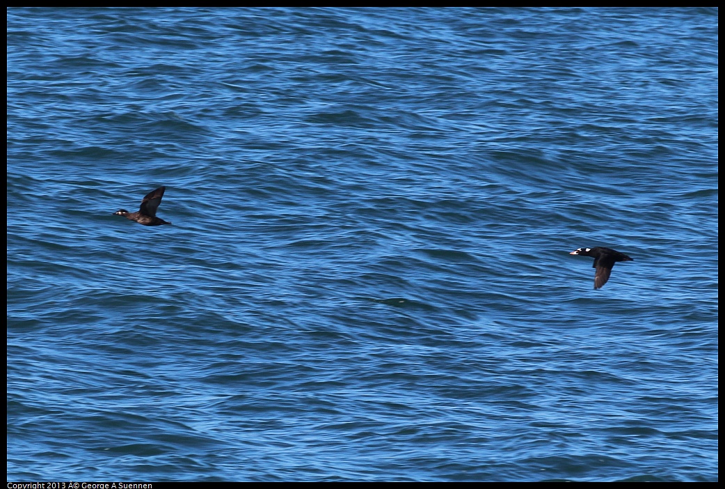 0210-141943-01.jpg - Surf Scoter