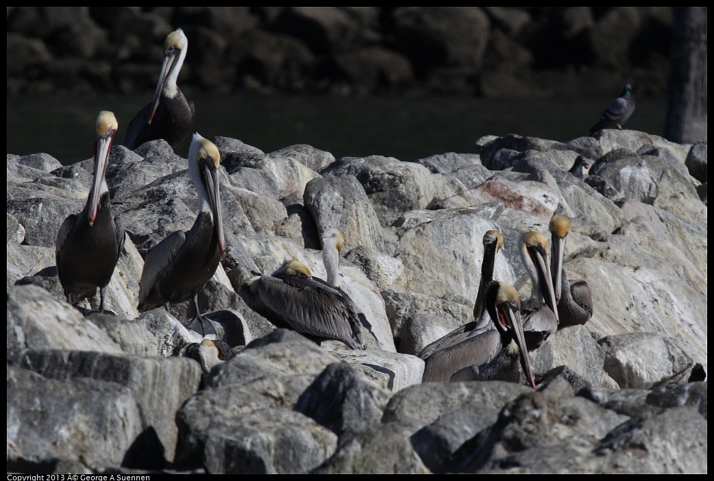 0210-143509-01.jpg - Brown Pelican