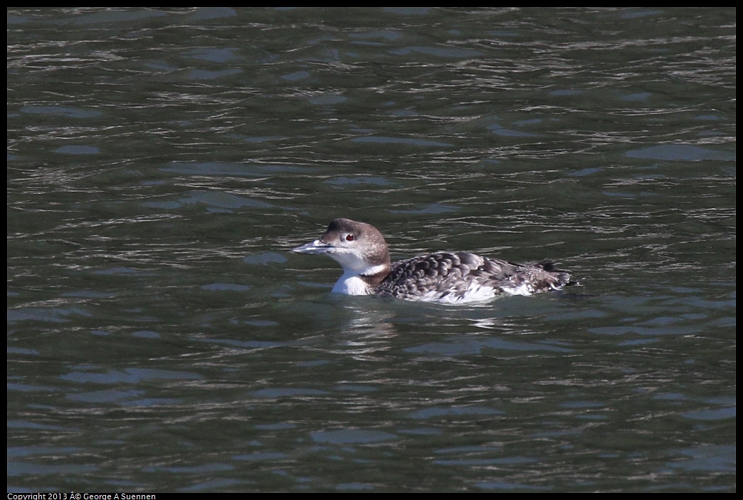 0210-143620-03.jpg - Common Loon