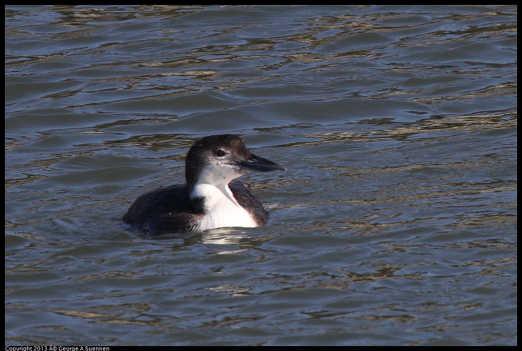 0210-143633-01.jpg - Common Loon