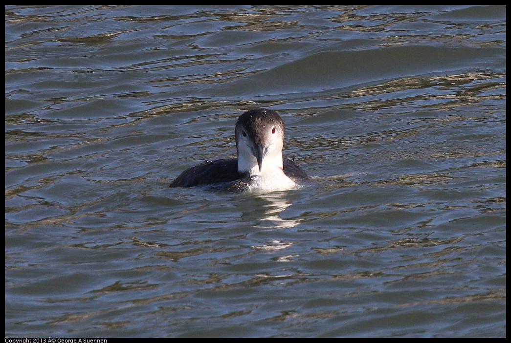 0210-143633-02.jpg - Common Loon