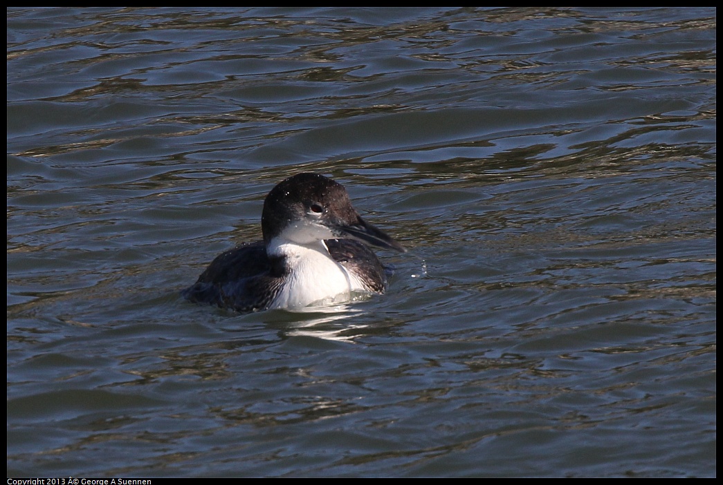 0210-143634-01.jpg - Common Loon