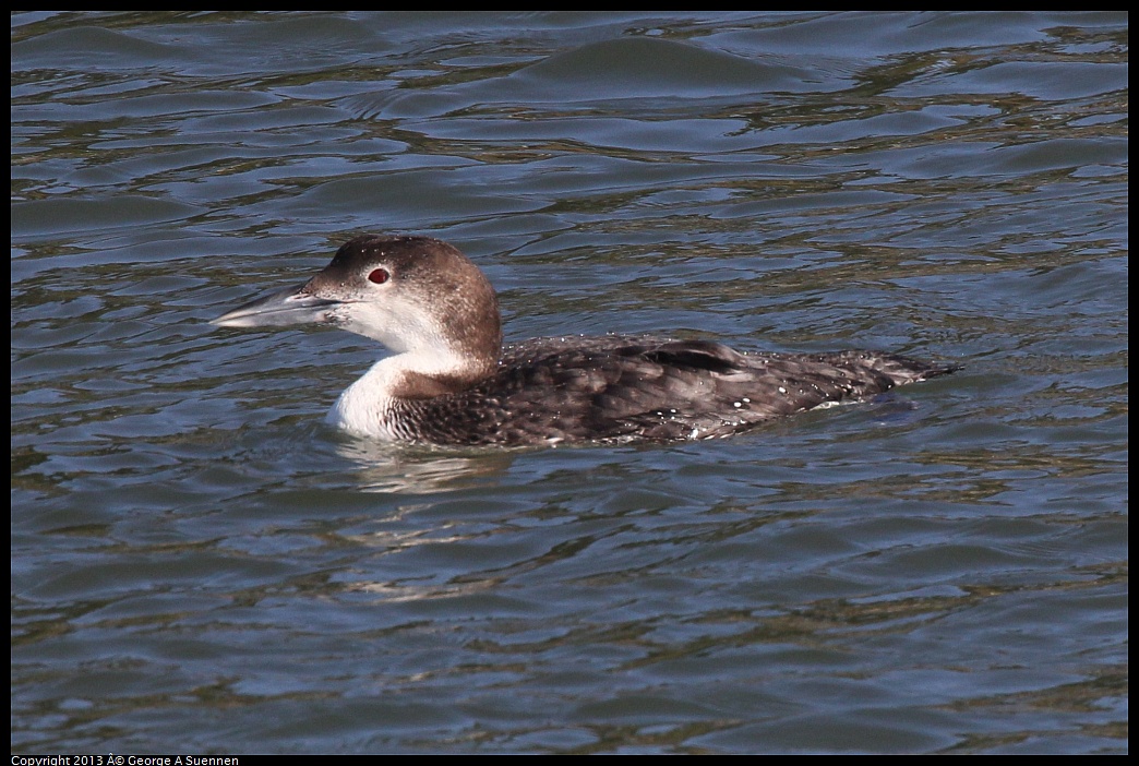 0210-143635-02.jpg - Common Loon