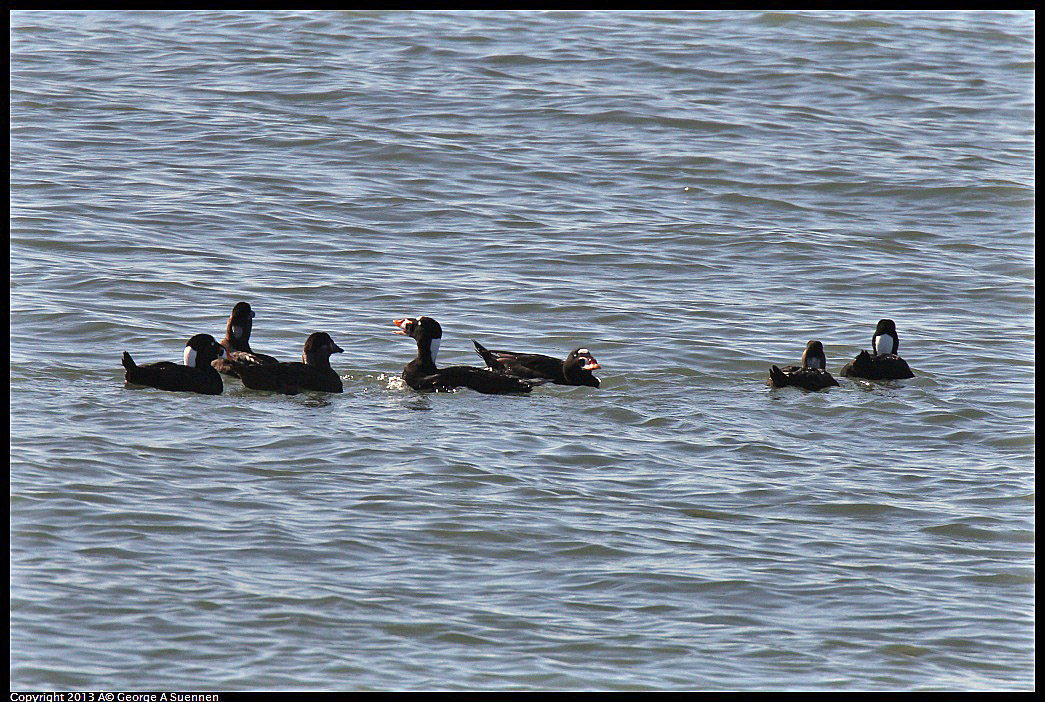 0210-143705-04.jpg - Surf Scoter