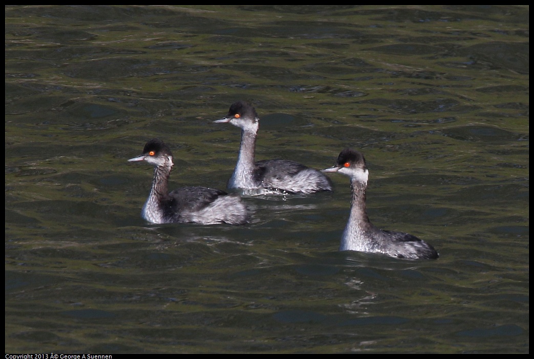 0210-143822-03.jpg - Eared Grebe